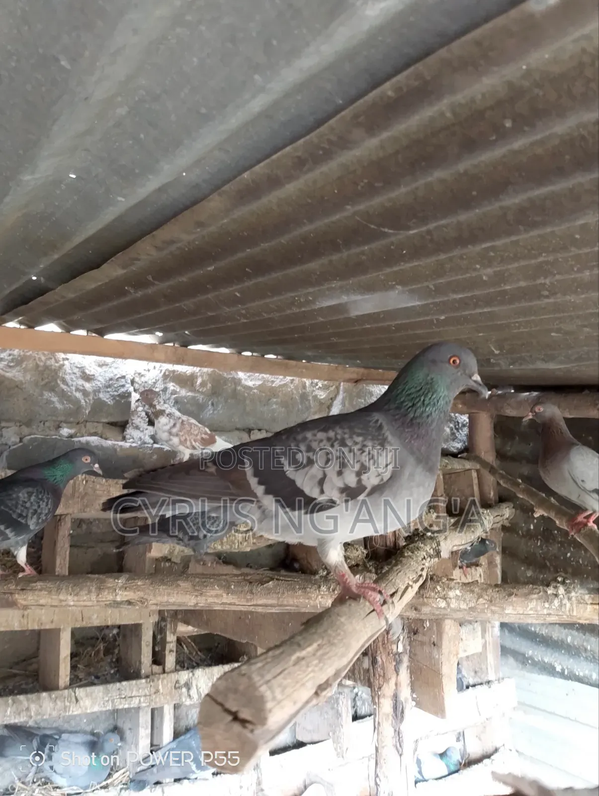 Home Doves