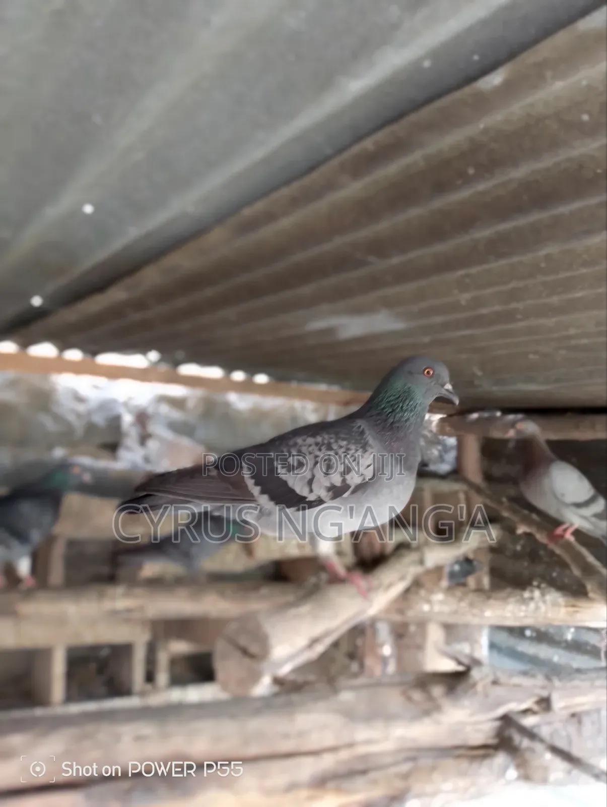Home Doves
