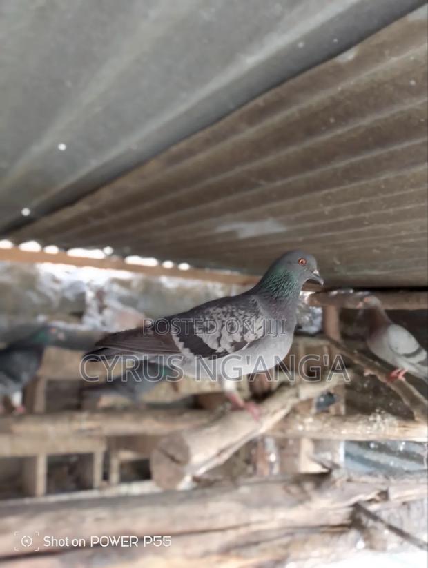 Home Doves - thumbnail 3
