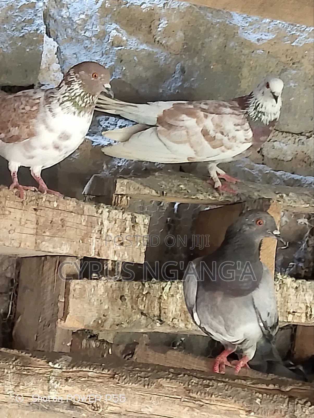 Home Doves