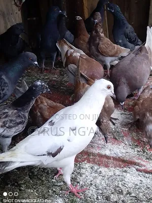 Home Doves