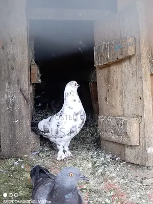 Home Doves