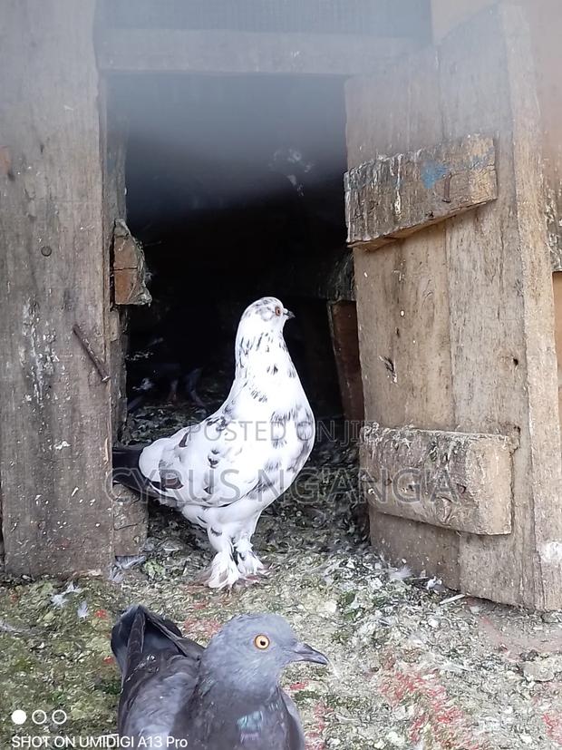 Home Doves - main view