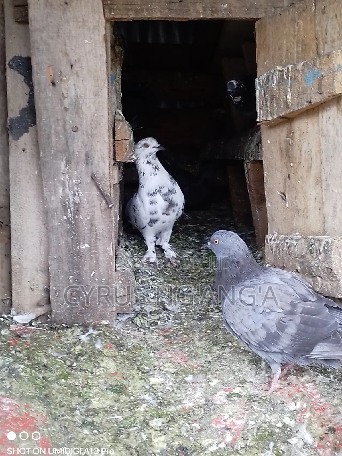Home Doves