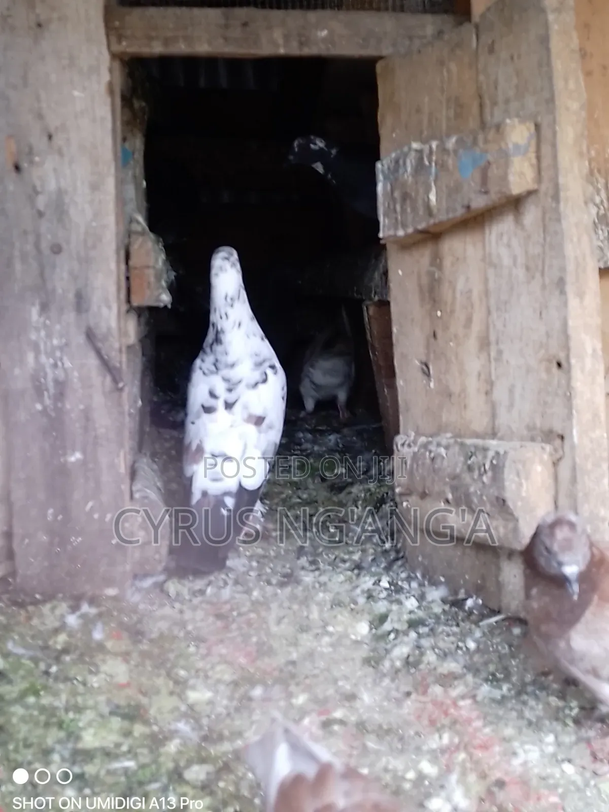 Home Doves