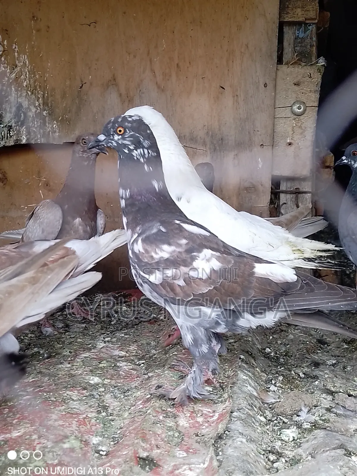 Home Doves