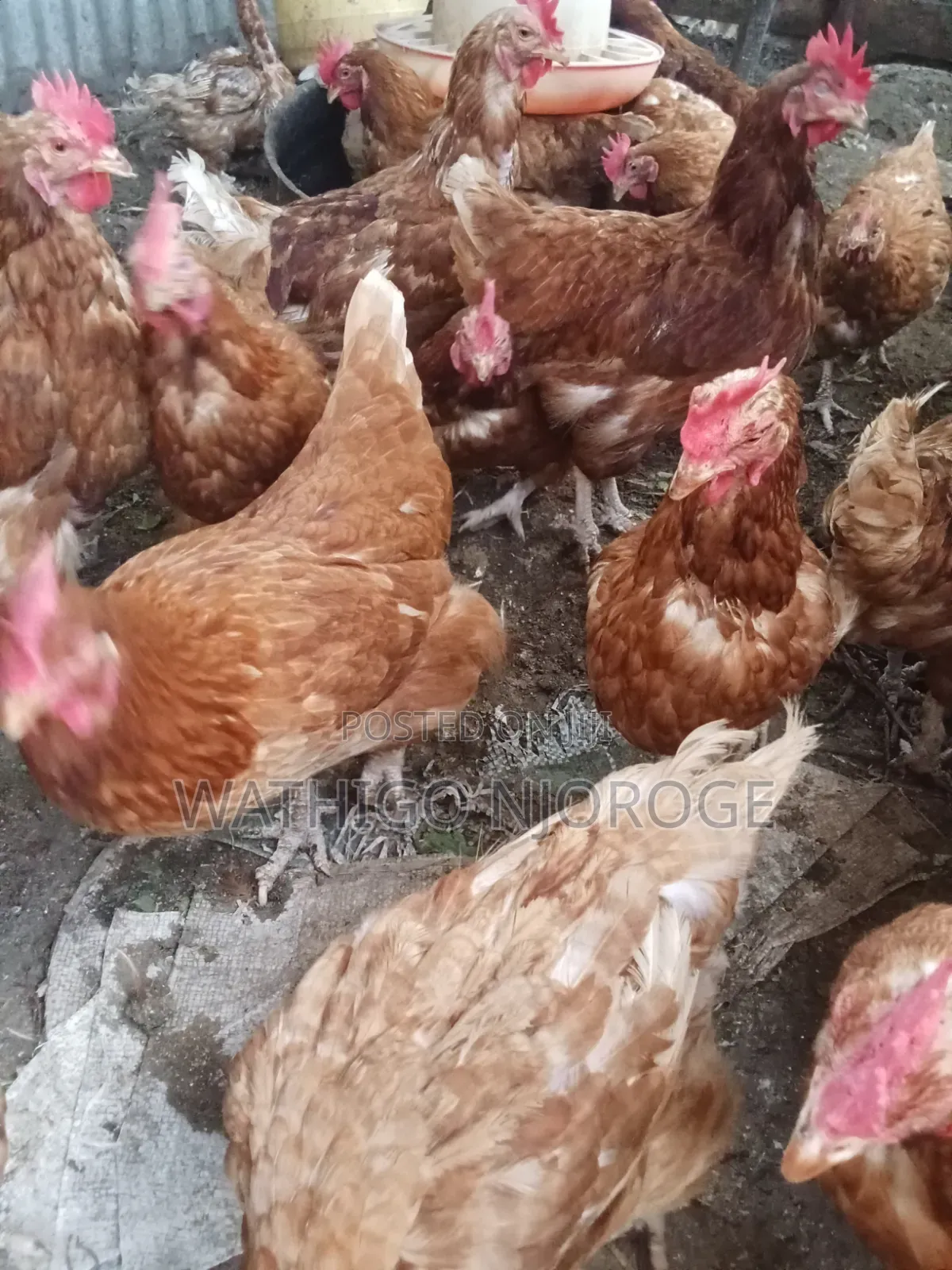 Kienyeji Improved Chicken