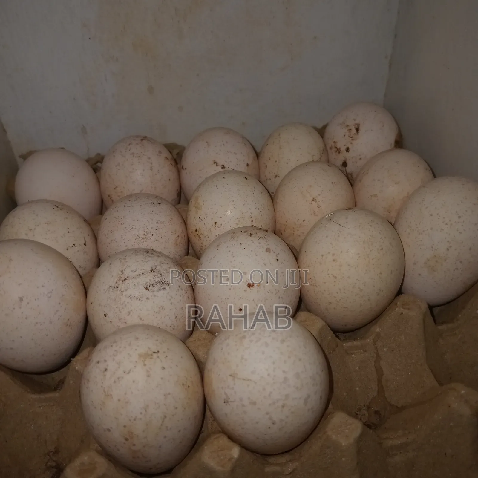 Turkey Eggs