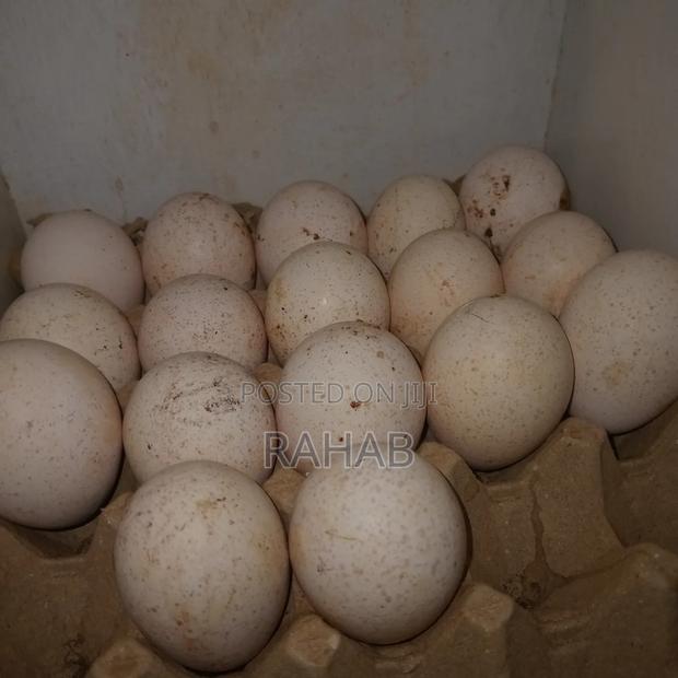 Turkey Eggs