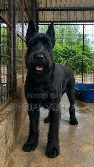 6-12 months Male Purebred Giant Schnauzer