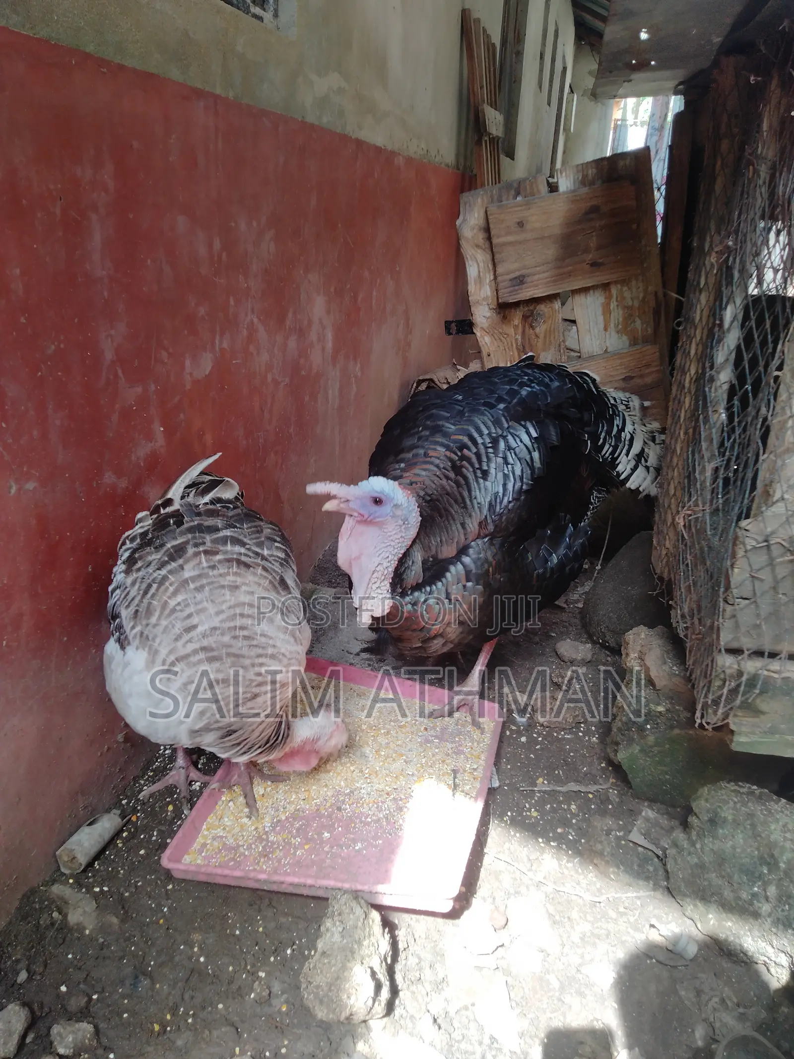 Fully Matured Turkeys