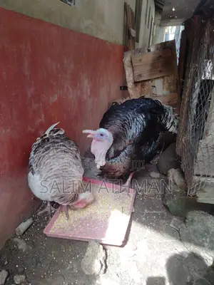 Fully Matured Turkeys
