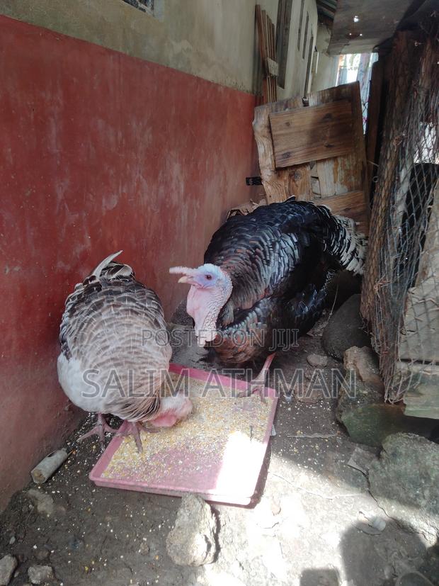 Fully Matured Turkeys - thumbnail 2
