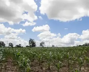 Shamba for Sale