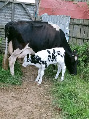 Selling This Dairy Cow With Bull