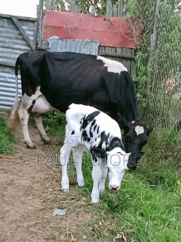 Selling This Dairy Cow With Bull - thumbnail 2