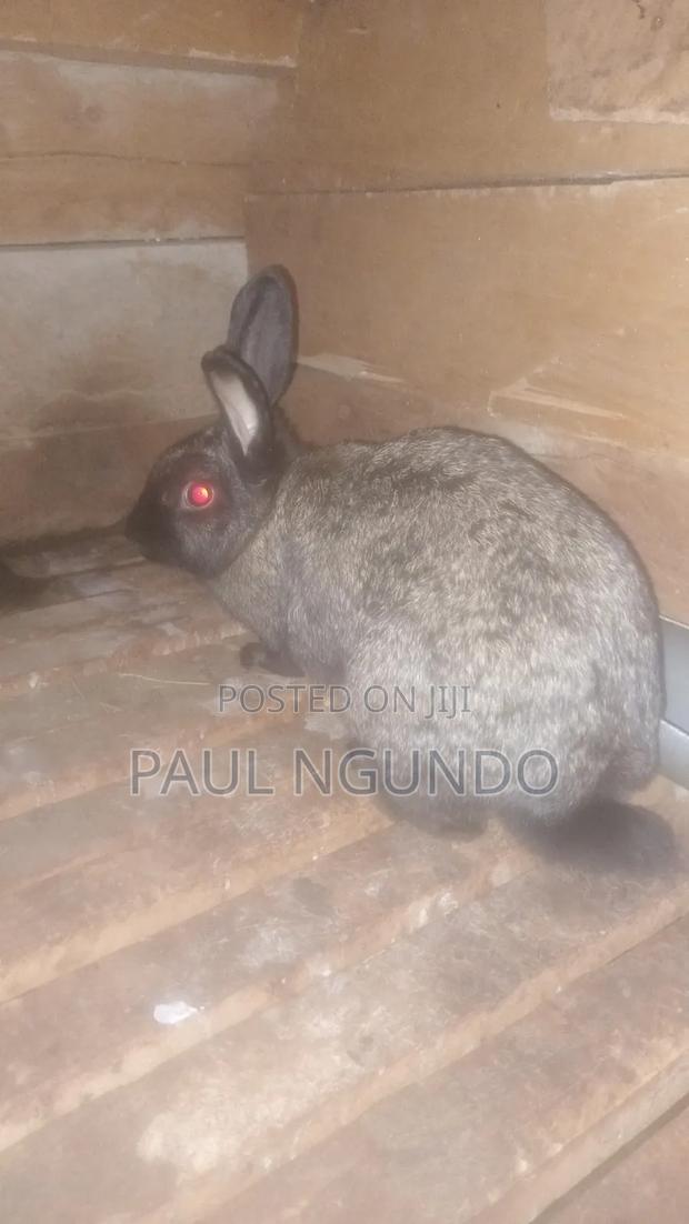 Pregnant Flemish Giant