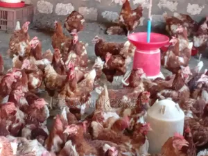 Ex Layers Chickens