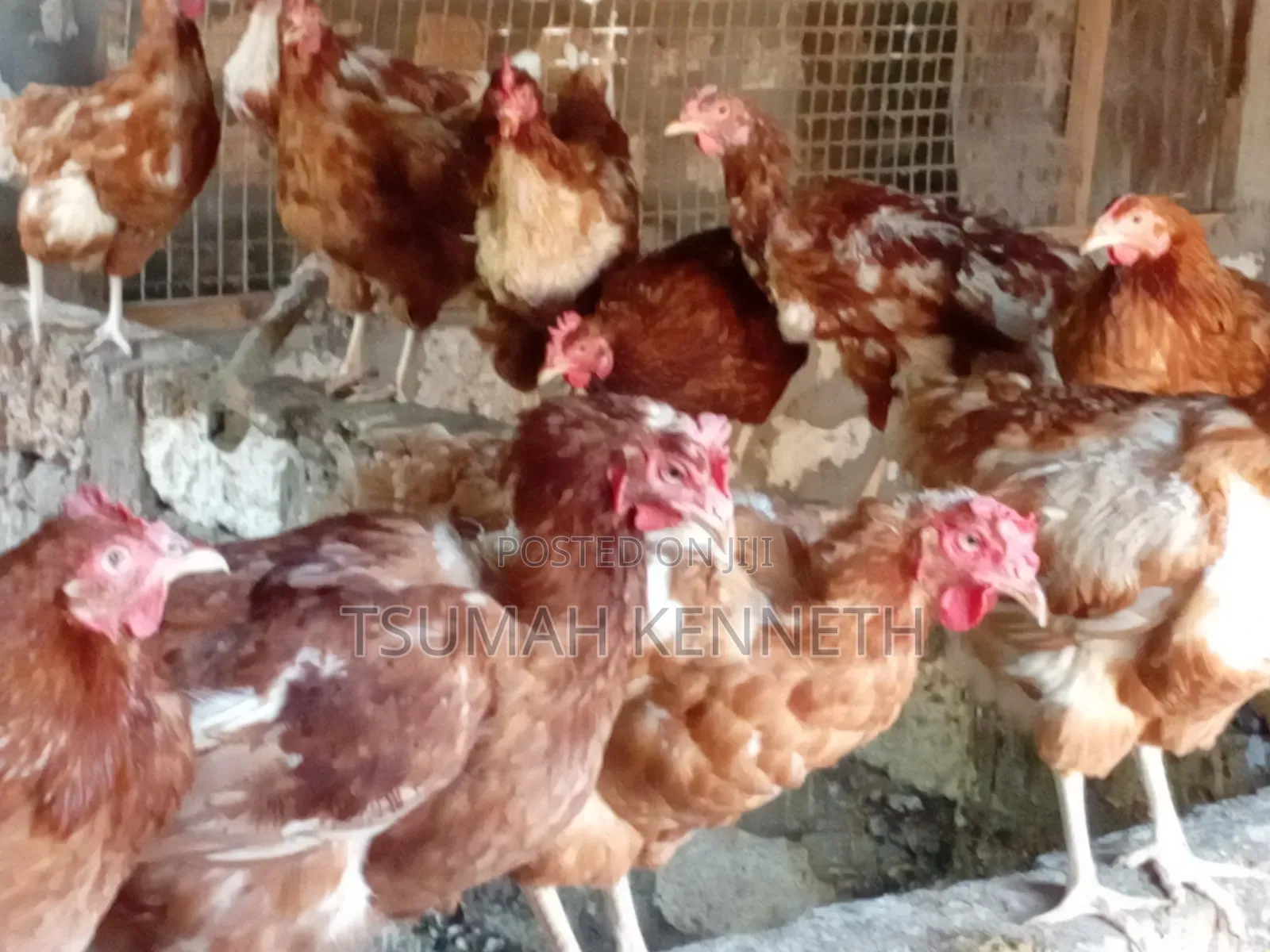 Ex Layers Chickens