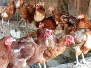 Ex Layers Chickens