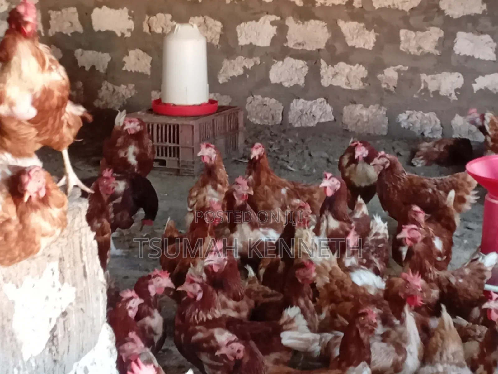 Ex Layers Chickens