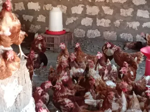 Ex Layers Chickens