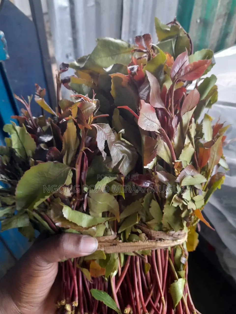 Miraa/Veve/Shambaĺ