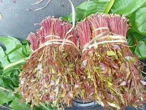 Miraa/Veve/Shambaĺ