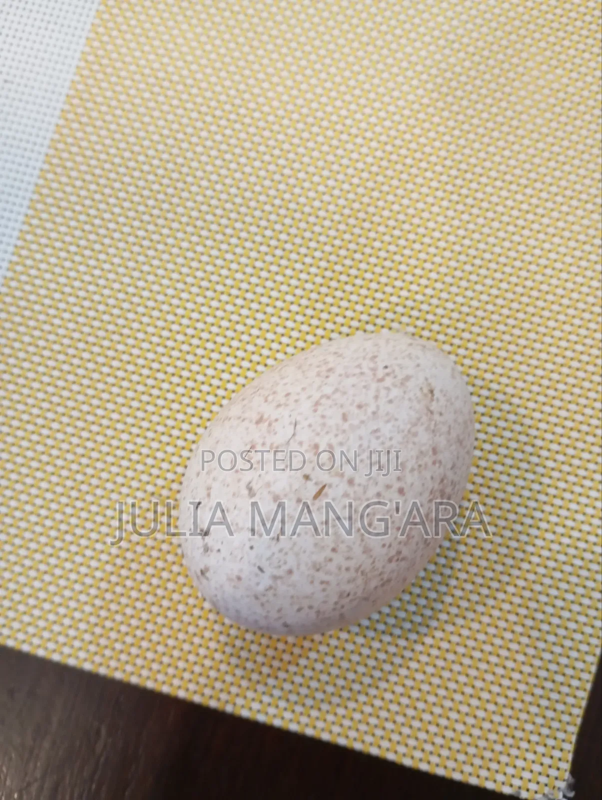 Fertilised Turkey Eggs