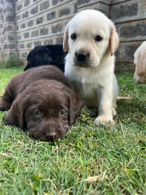 1-3 months Male Purebred Labrador Retriever