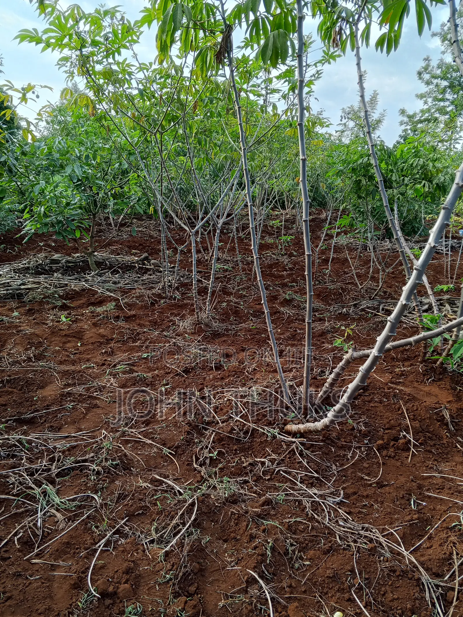 Land Kutus-Kerugoya 1⁄8 Acre