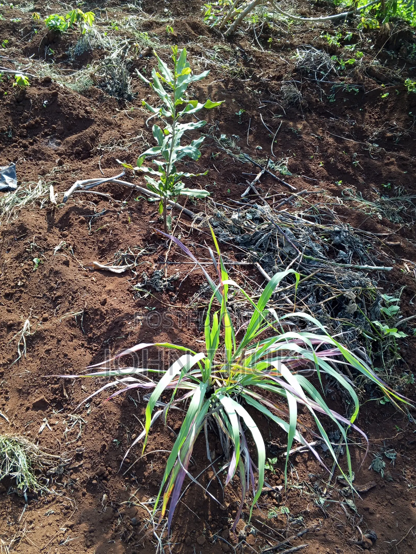 Land Kutus-Kerugoya 1⁄8 Acre