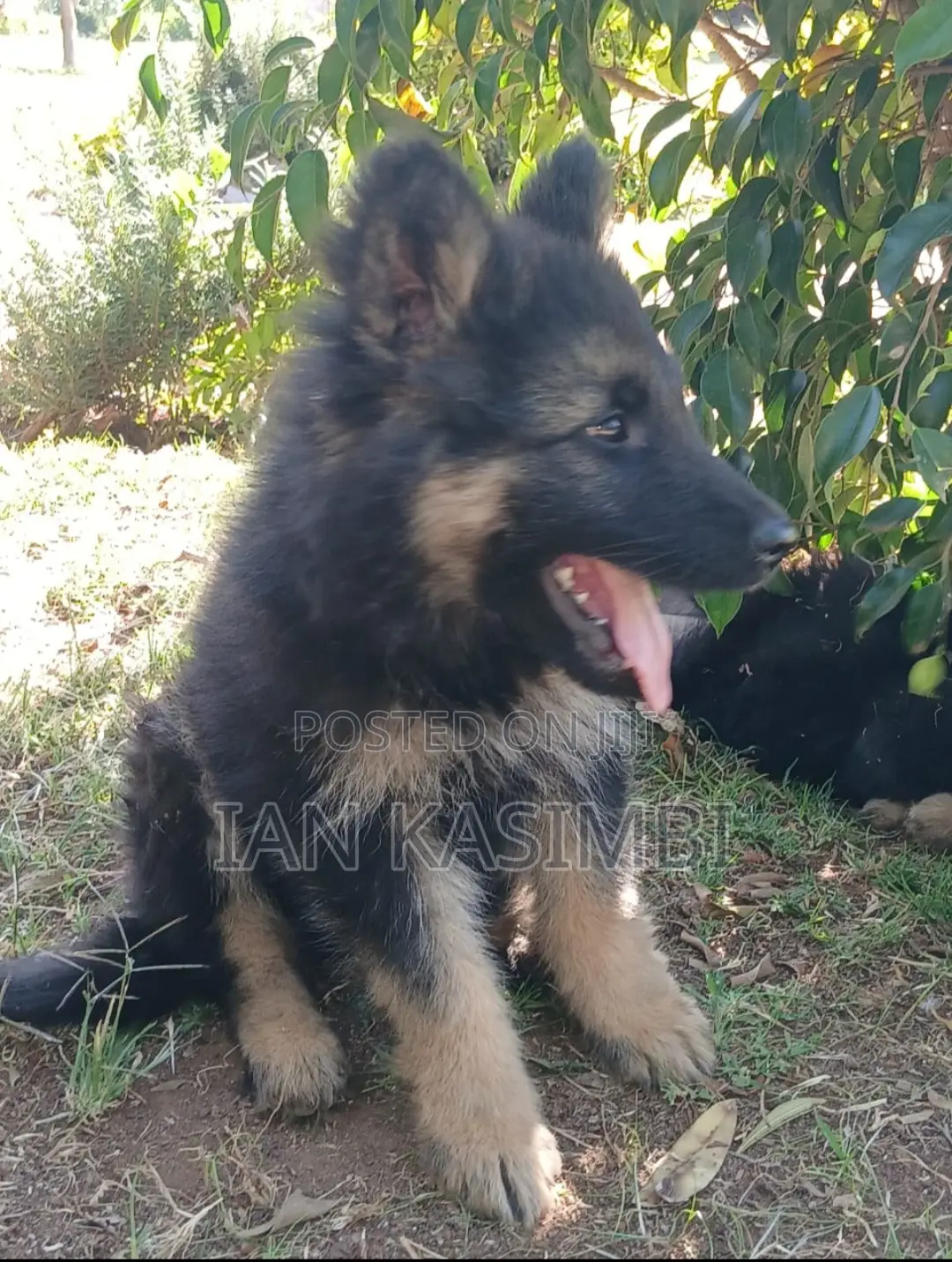 1-3 months Male Purebred German Shepherd