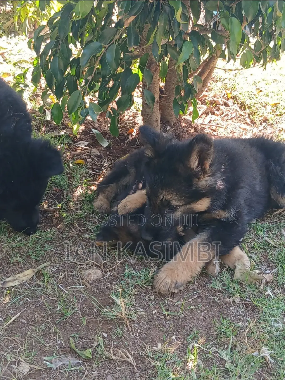 1-3 months Male Purebred German Shepherd
