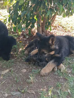 1-3 months Male Purebred German Shepherd