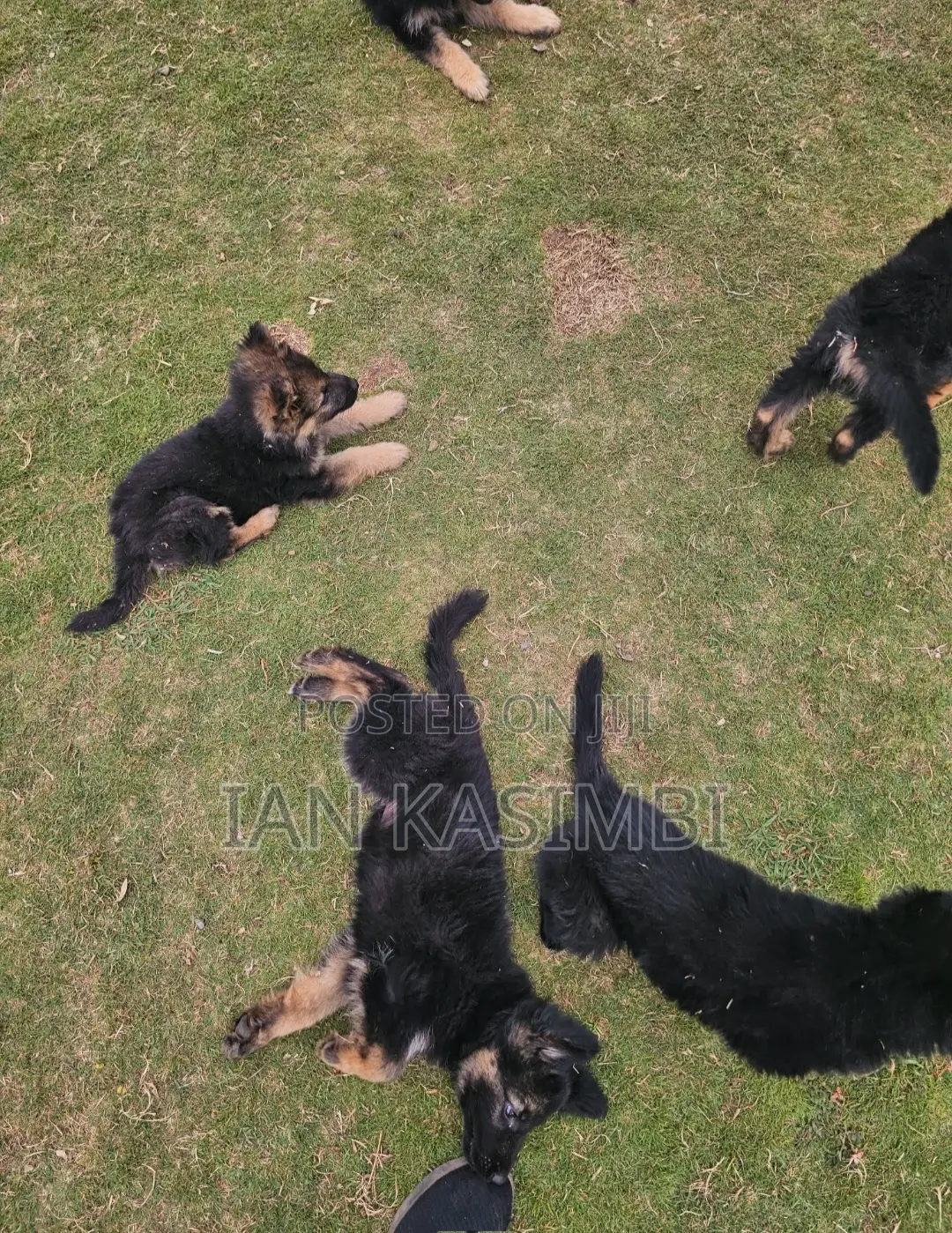 1-3 months Male Purebred German Shepherd