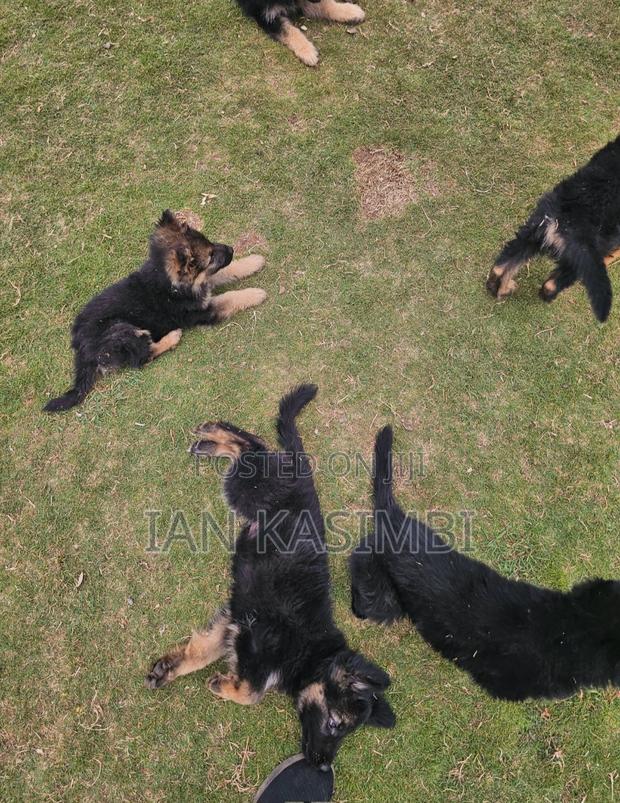 1-3 months Male Purebred German Shepherd - thumbnail 2