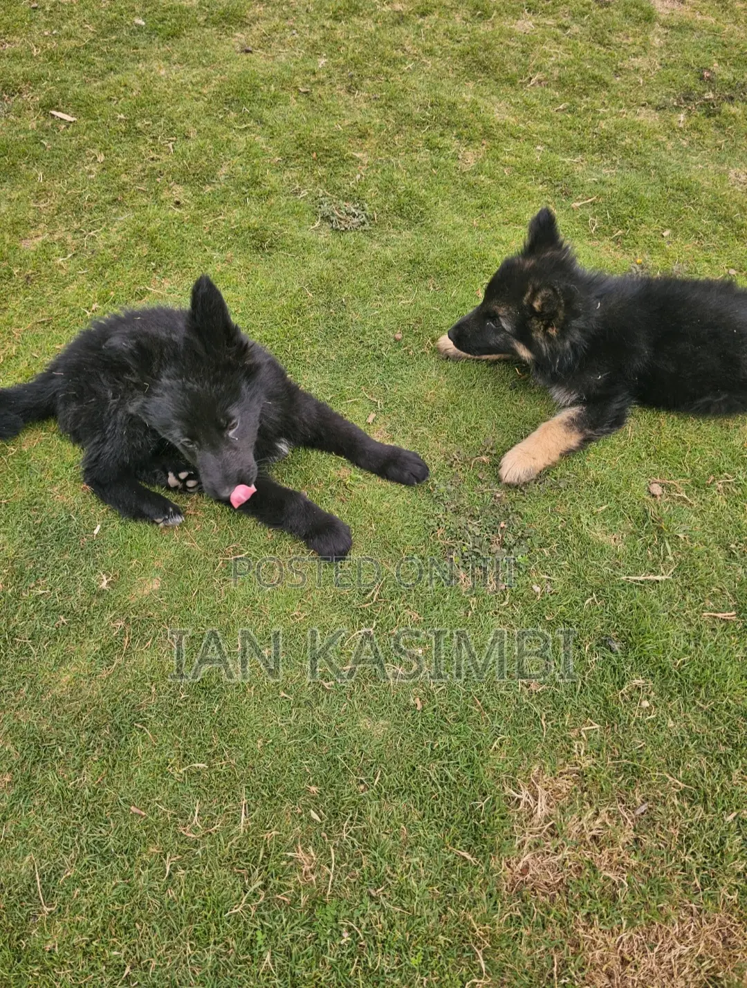1-3 months Male Purebred German Shepherd
