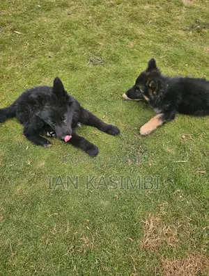 1-3 months Male Purebred German Shepherd