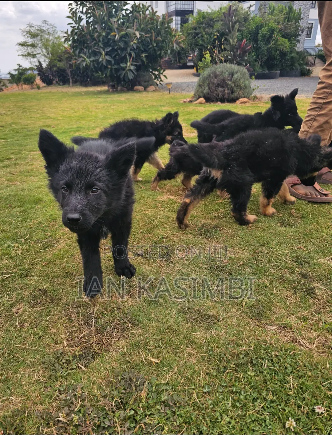 1-3 months Male Purebred German Shepherd