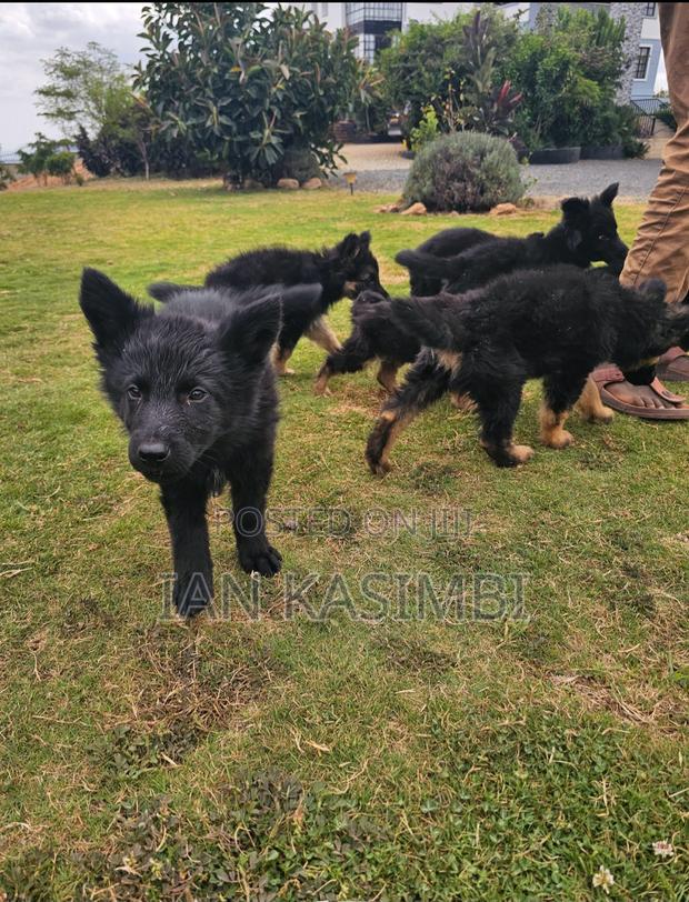 1-3 months Male Purebred German Shepherd - thumbnail 4