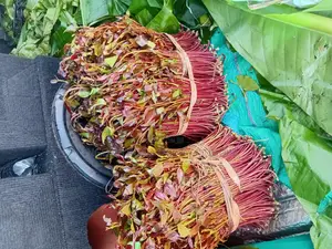 Miraa/Veve/Handas