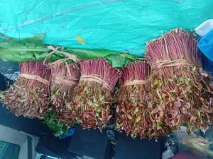 Miraa/Veve/Handas
