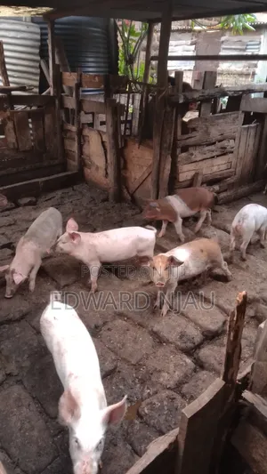 Pig Farming