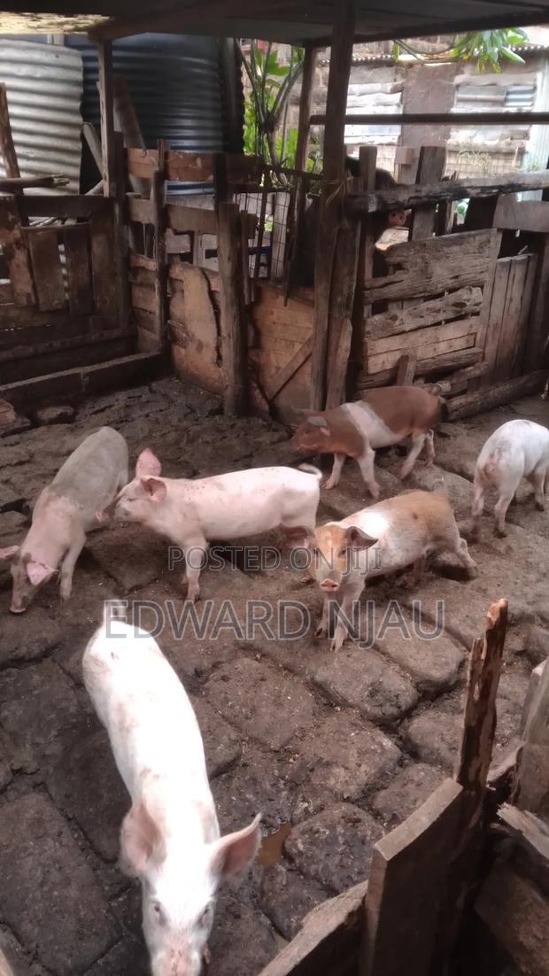 Pig Farming