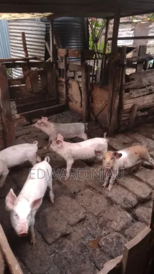 Pig Farming