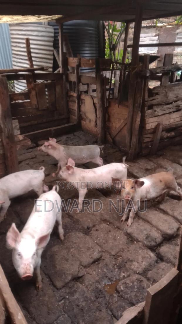 Pig Farming - thumbnail 2