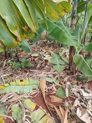 Thika Westwood Estate (Karangaita) - 1⁄2 Acre Plot on Quick Sale