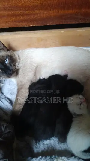 0-1 month Male Mixed Breed Persian