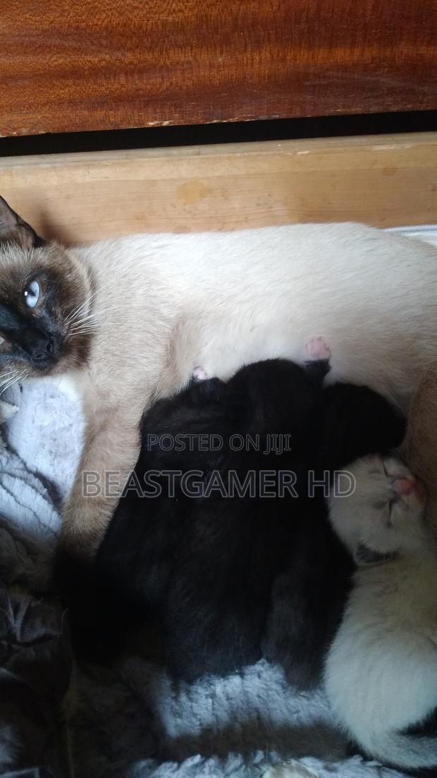 0-1 month Male Mixed Breed Persian